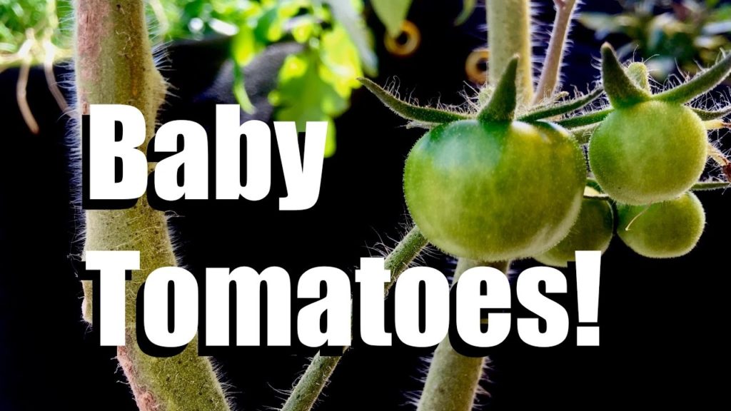 Growing a Tomato and Cucumber Indoors - Update #5 // New Location & Baby Tomatoes!!