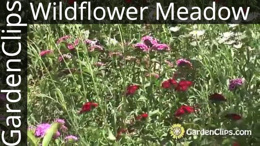 Gardening w Wildflowers - How to plant and maintain a wildflower meadow - North American Wildflowers
