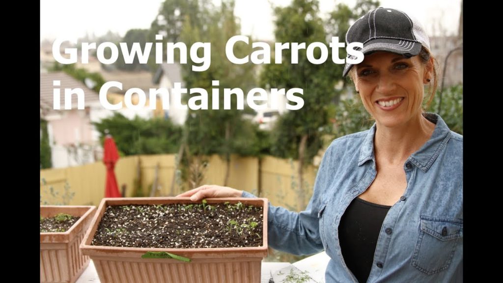 Growing Carrots in Containers - How to Thin Seedlings