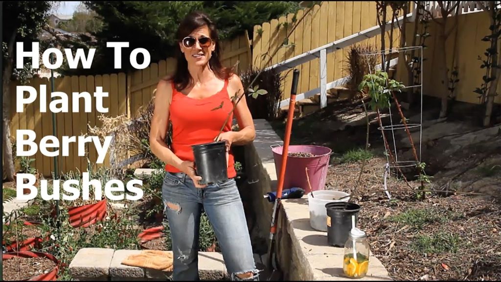 How to Plant Berry Bushes