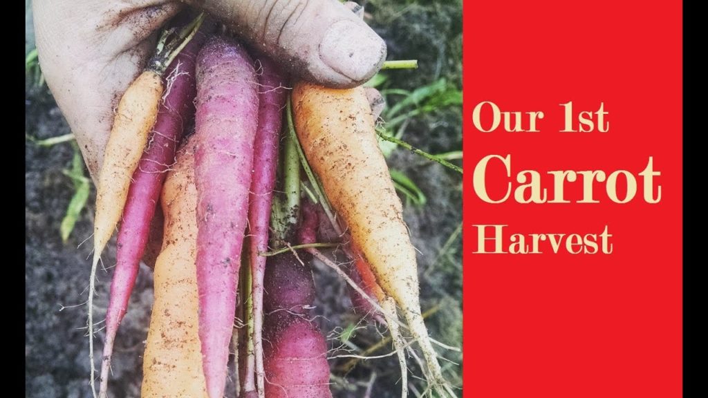 The Epic Carrot Harvest