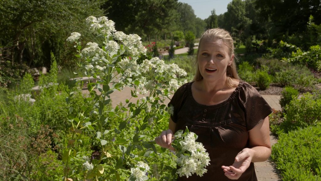 Best of Oklahoma Gardening: Native & Tough Plants (#4524) 12/15/18 Best of Oklahoma Gardening: Native & Tough Plants (#4524) 12/15/18