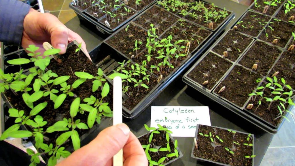 Gary Pilarchik: 60 Seconds or Sow: First Leaves or True Tomato Leaves, What are They? – The Rusted Garden 2013 60 Seconds or Sow: First Leaves or True Tomato Leaves, What are They? - The Rusted Garden 2013