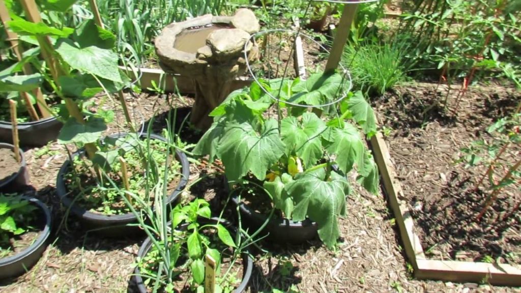Gary Pilarchik: Tour # 4 Tomatoes, Peppers, Cucumbers, Zucchini, Squash, Trellising & a Bird Bath -TRG 2016 Tour # 4 Tomatoes, Peppers, Cucumbers, Zucchini, Squash, Trellising & a Bird Bath -TRG 2016