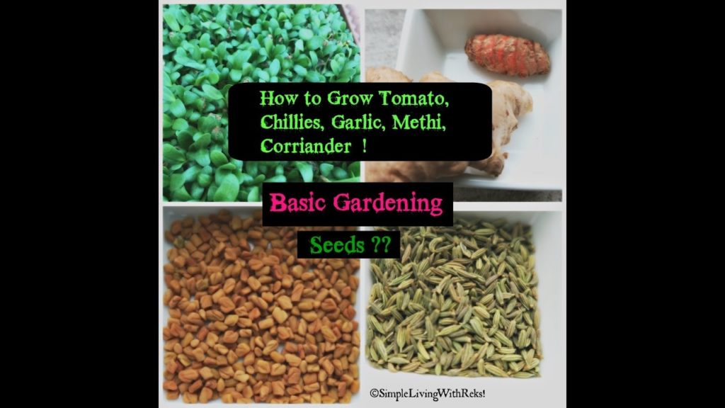 Basic Gardening / Indian way of gardening /easy gardening /tips on growing tomatoes Basic Gardening / Indian way of gardening /easy gardening /tips on growing tomatoes