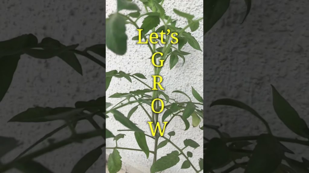 Fast & easy Tomatoes Gardening