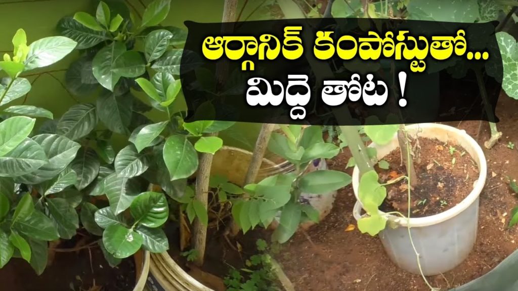 Terrace Gardening With Organic Composts || Gardening Ideas || SumanTV Tree