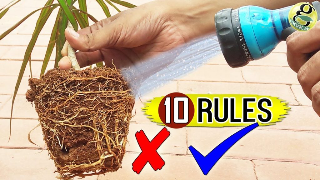 WATERING Plants Correctly in Gardening | How to water a plant & How Often? WATERING Plants Correctly in Gardening | How to water a plant & How Often?