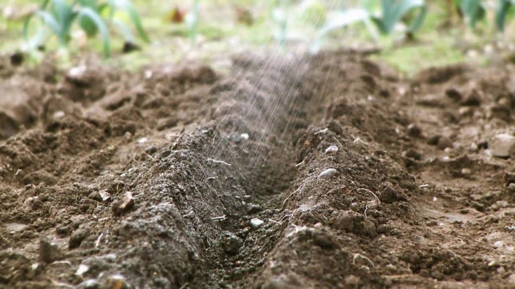 Allotment Gardening For Dummies by Sven Wombwell