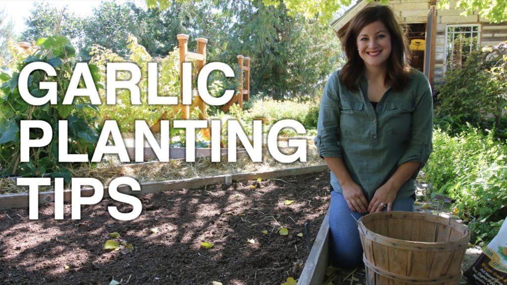 Garden Answer: Garlic Planting Tips Garlic Planting Tips