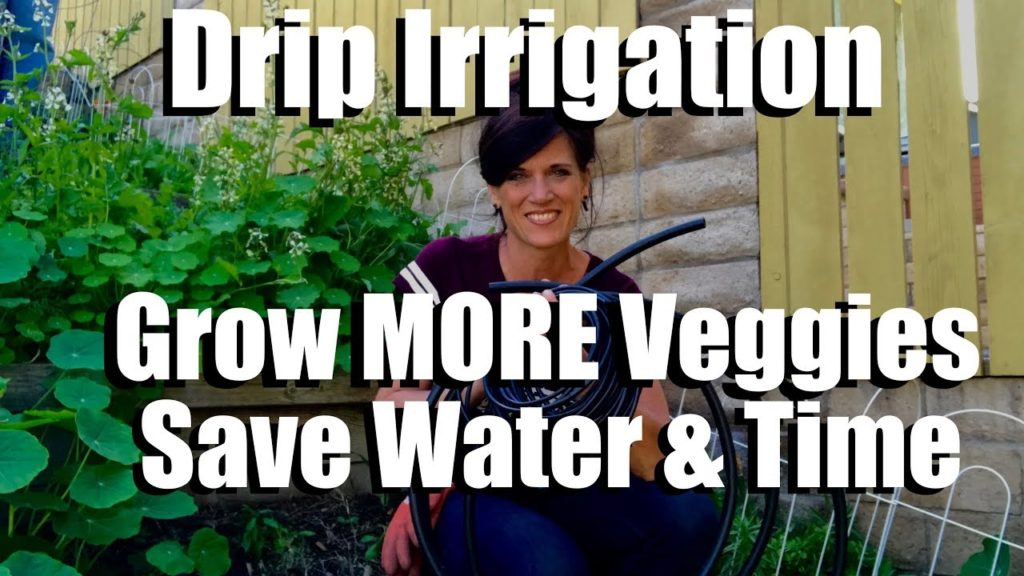 CaliKim: How to Install Drip Irrigation – Grow More Veggies, Save Water and Time // Spring Garden Series #9 How to Install Drip Irrigation - Grow More Veggies, Save Water and Time // Spring Garden Series #9