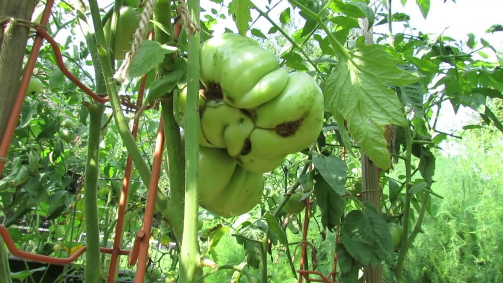 Gary Pilarchik: Distorted Tomatoes: What is Tomato Cat Facing and Round & Cylindrical Beets – TRG 2014 Distorted Tomatoes: What is Tomato Cat Facing and Round & Cylindrical Beets - TRG 2014