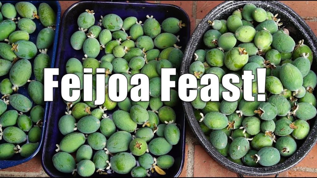 Garden Workday Tour | Pineapple GUAVA Harvest | Los Angeles