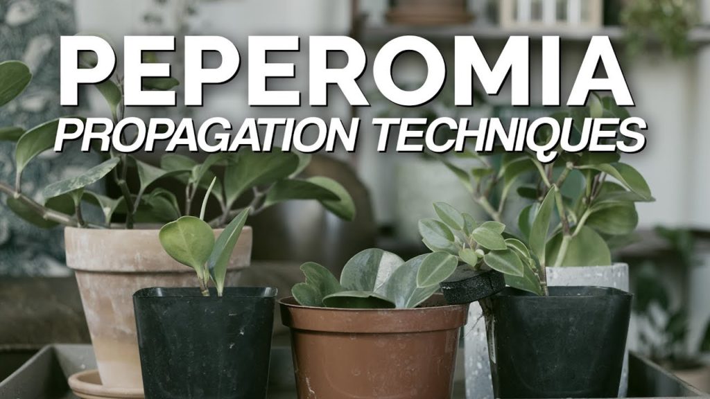 How to Propagate Peperomia: 2 Easy Methods