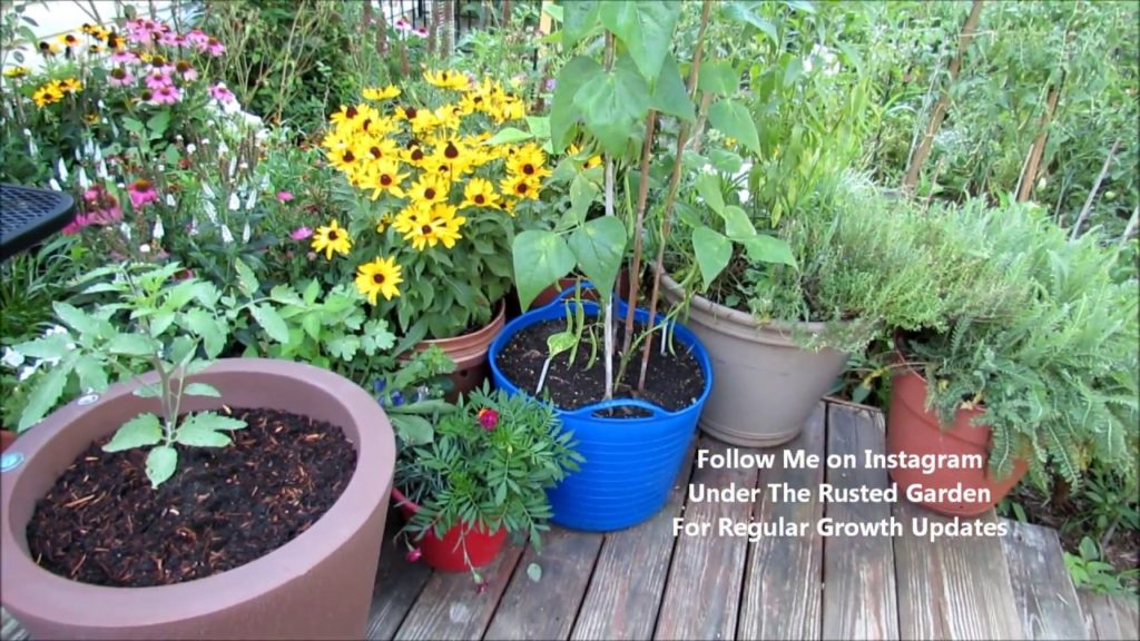 Container (Growth Update) Tomatoes, Herbs, Strawberries, Basil & More: Progress & Planting Videos
