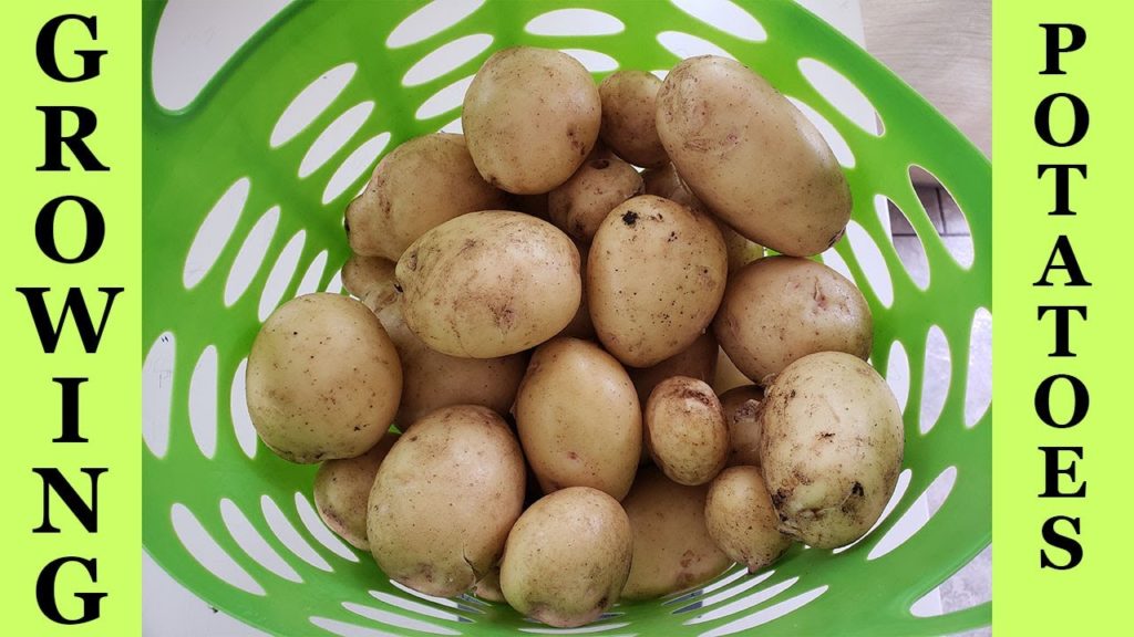 Growing Yukon Gold Potatoes In Raised Beds