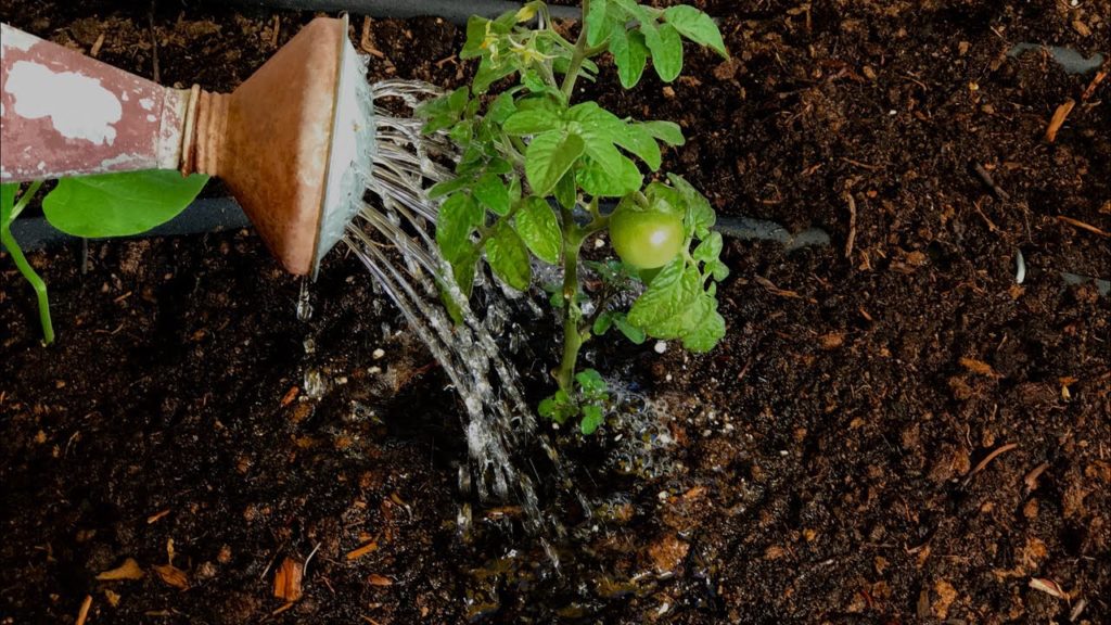 CaliKim: 🍅 LIVE: Watering Your Garden in the Summer Heat, When, How and How often, Q & A (REPLAY) 🍅 LIVE: Watering Your Garden in the Summer Heat, When, How and How often, Q & A (REPLAY)