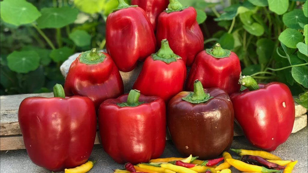 🌶 LIVE:  3 Tips to Grow LOTS of Peppers in Containers and Raised Beds, Q & A (REPLAY), Digital TOC