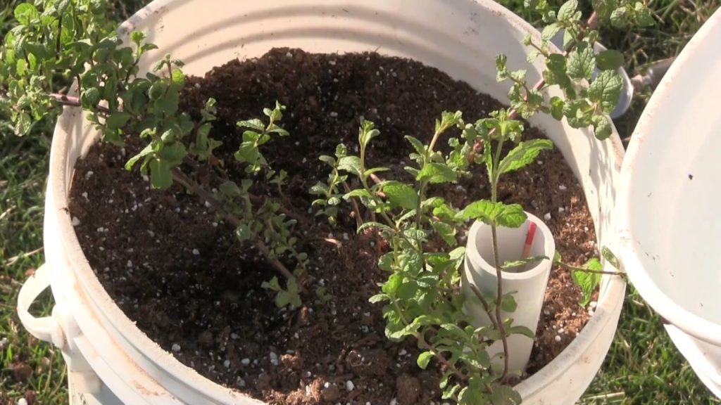 How to Set Up A Self Watering Container