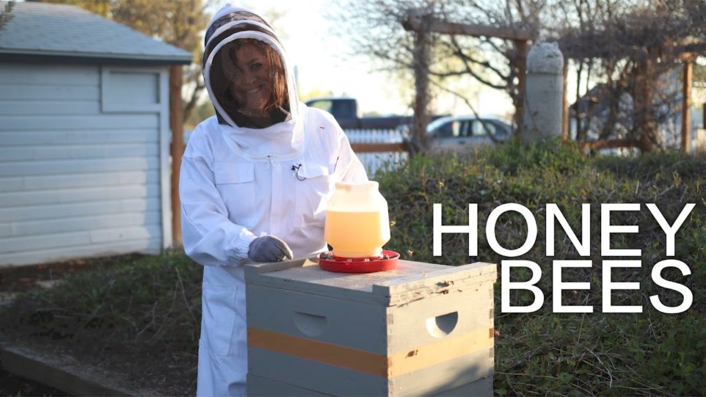 I Got Honey Bees // Garden Answer