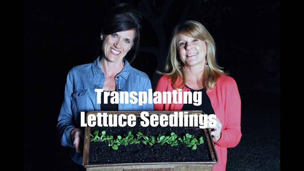 $10 Garden Series # 5 - How to Transplant Lettuce Seedlings into a Container