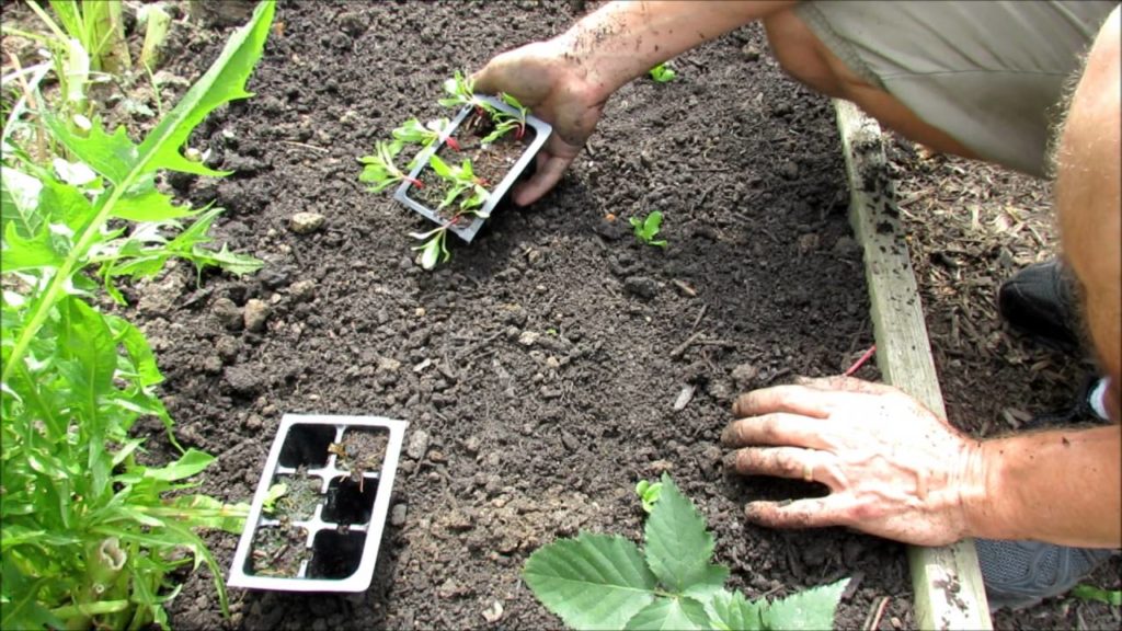 Planting (Cool Weather) Radishes, Lettuces, Kale, Mustard Greens, Peas & Beets: Seeds & Transplants