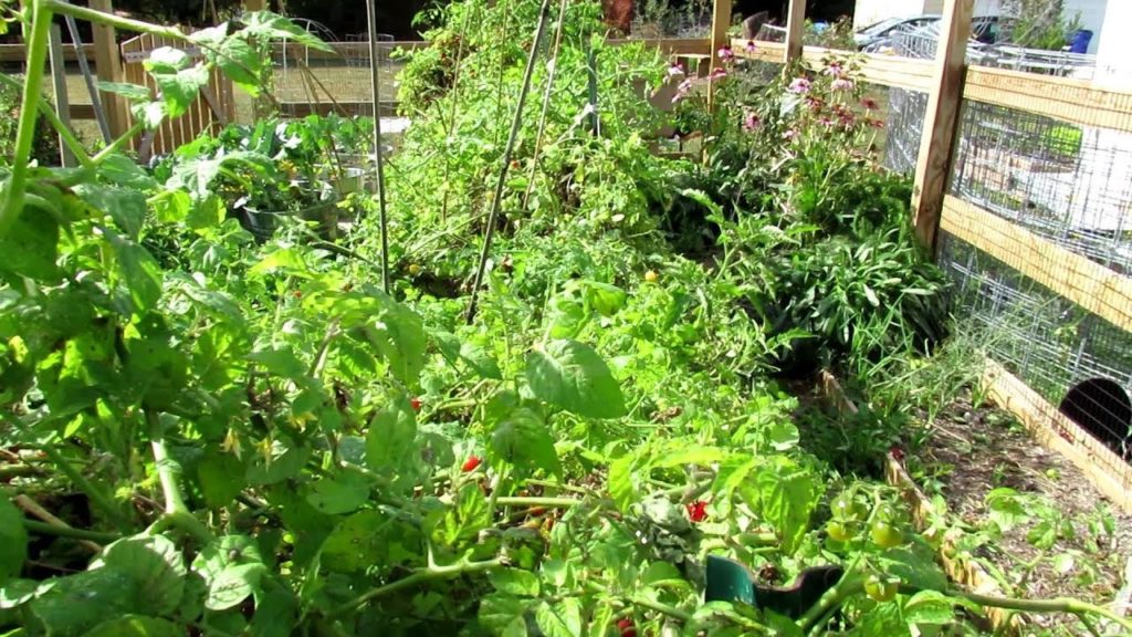 Gary Pilarchik: You Asked: How Did My Cherry Tomato Hedge Do? – Lessons Learned Growing Tomatoes Densely You Asked: How Did My Cherry Tomato Hedge Do? - Lessons Learned Growing Tomatoes Densely