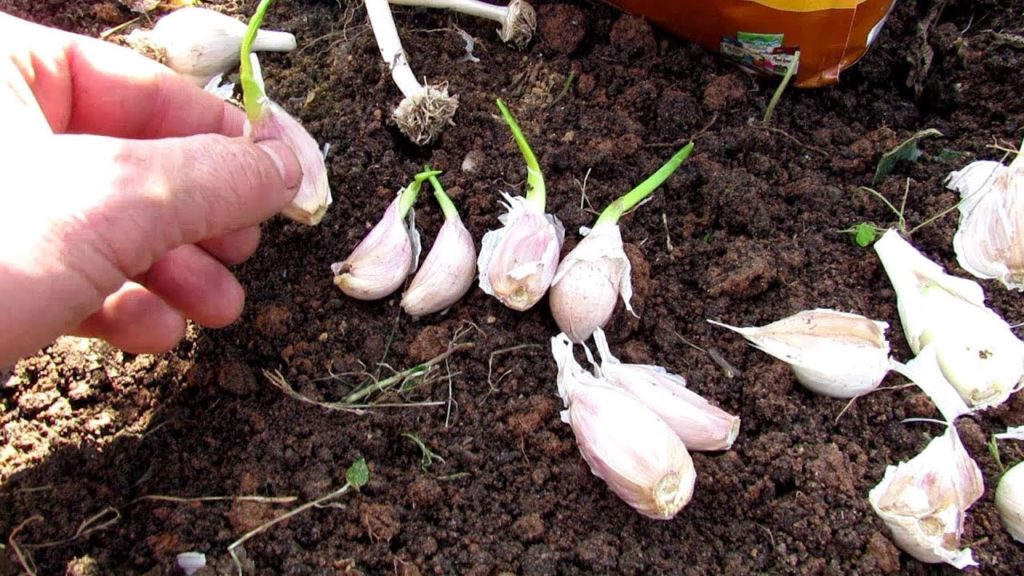 How to Quickly & Organically Plant a Row of Fall Garlic: Depth, Spacing, Fertilizing & Mulching