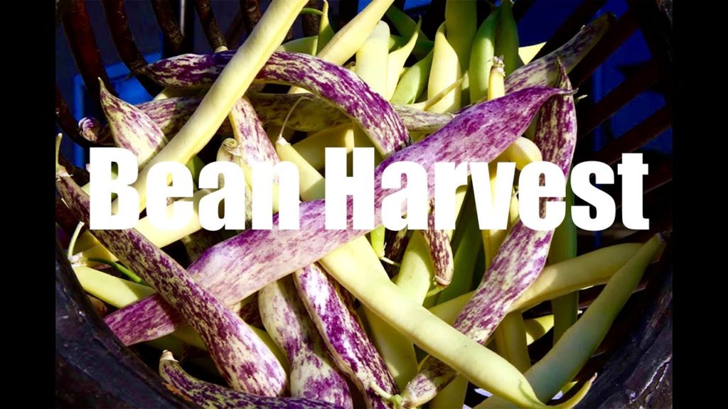 Bean Harvest - in 4 K