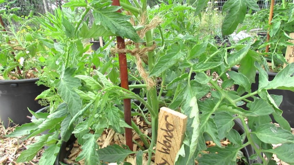 Determinate Tomatoes: Tips on Fertilizing, Pruning (DON'T) and Staking - TRG 2015