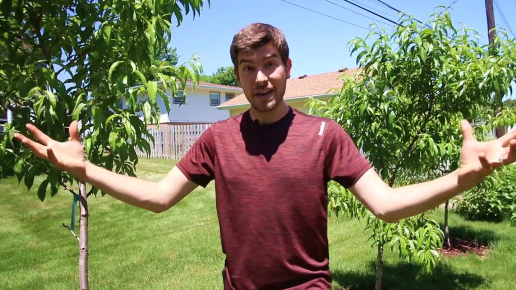 MIgardener: What is Peach Canker – How to Prevent it – What to Do If You Get It What is Peach Canker - How to Prevent it - What to Do If You Get It