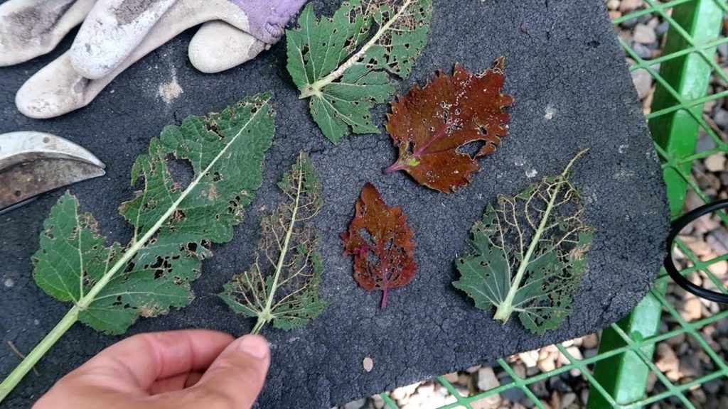 Battling Insects & Weeds! 😬🌿// Garden Answer