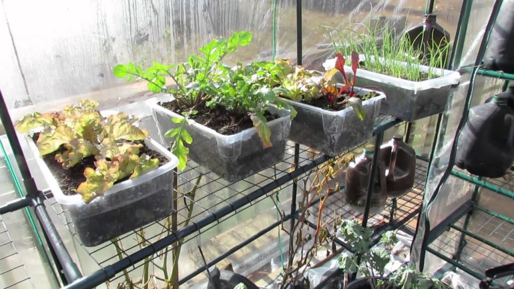 Gary Pilarchik: Part 5 of 5: Greenhouse Progress, Planting, Production and Picking – The Rusted Garden 2013 Part 5 of 5: Greenhouse Progress, Planting, Production and Picking - The Rusted Garden 2013