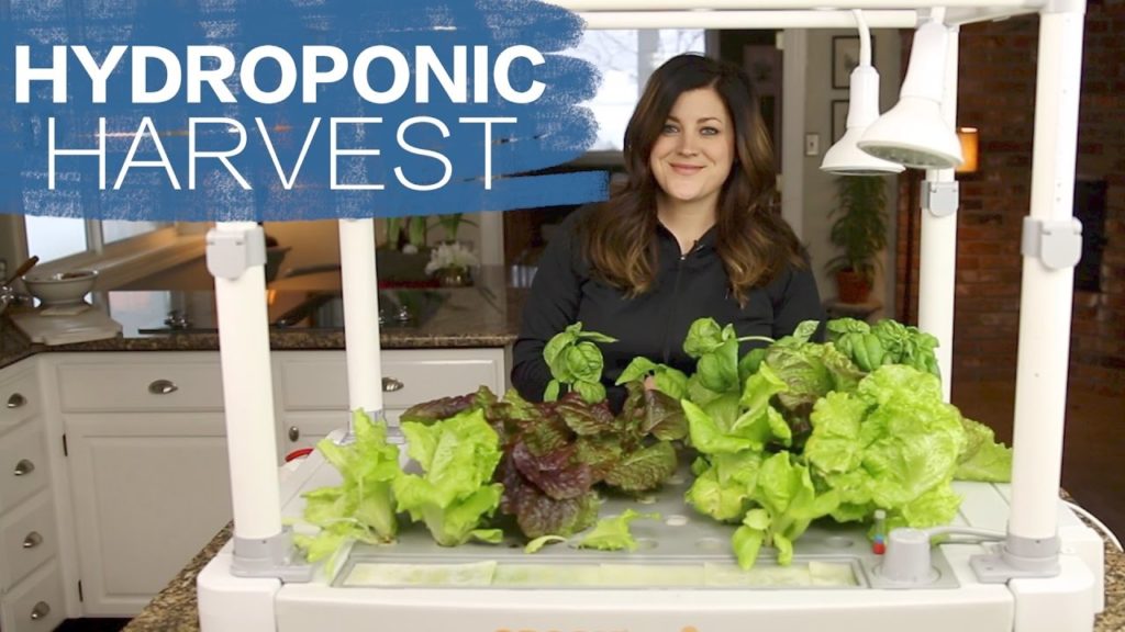 Garden Answer: Hydroponic Harvest // Garden Answer Hydroponic Harvest // Garden Answer