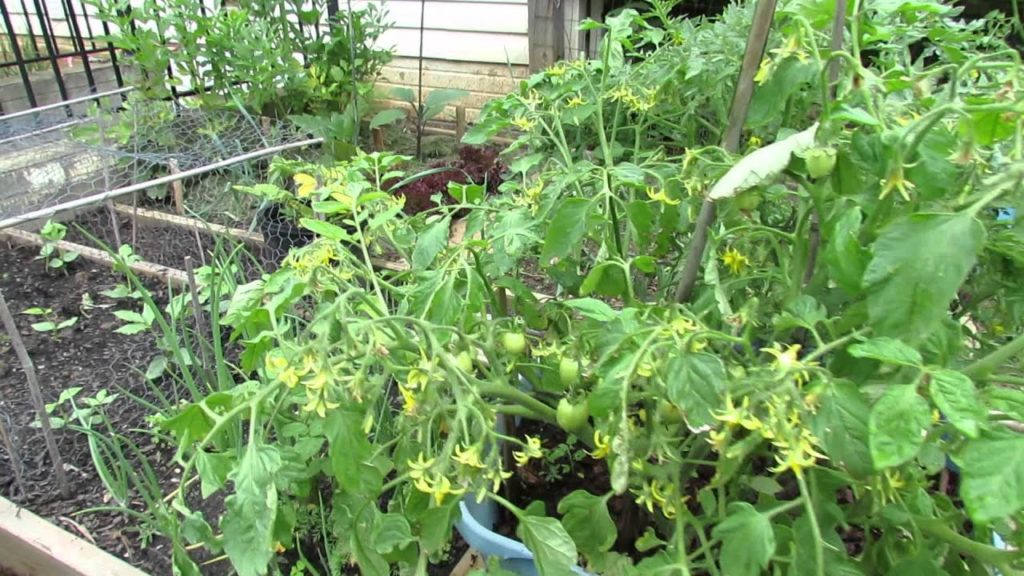 Gary Pilarchik: 60 Seconds or Sow: Container Determinate Tomatoes & Massive Fruiting – The Rusted Garden 2013 60 Seconds or Sow: Container Determinate Tomatoes & Massive Fruiting - The Rusted Garden 2013