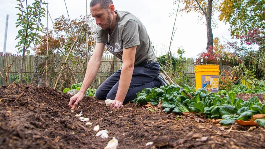 Everyone Should be Growing this SUPERFOOD in their Garden!