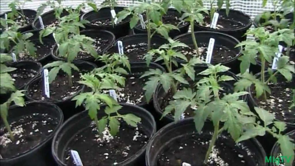 Ultimate Tomato and Pepper Transplant Mix