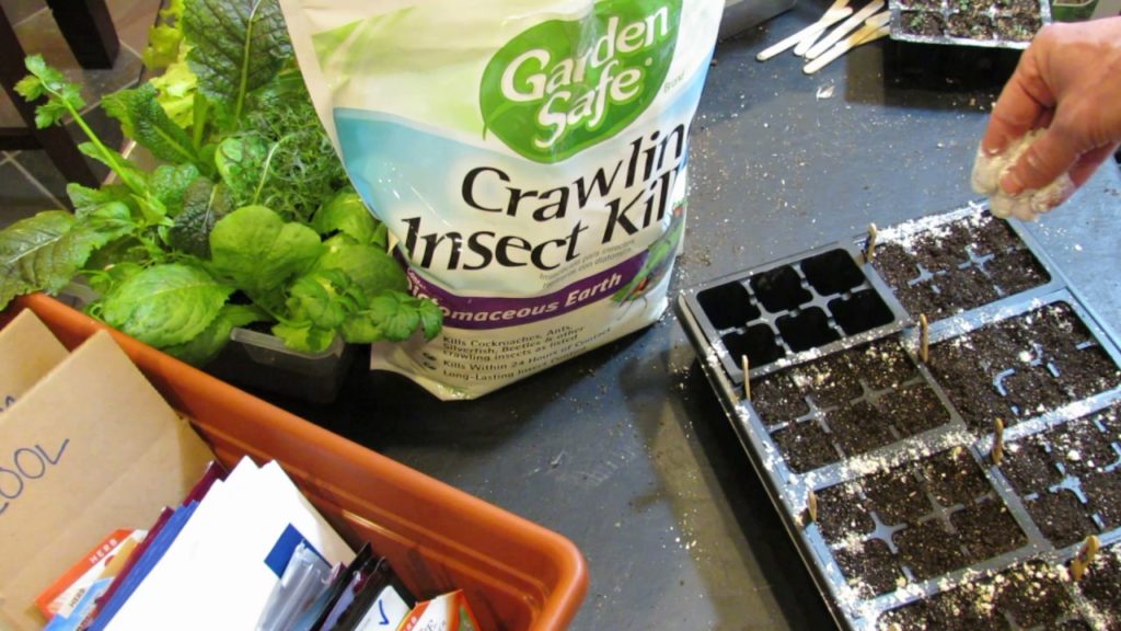 Gary Pilarchik: How to Use Diatomaceous Earth for Fungus Gnats and Crawling Insects: Seed Starts & More How to Use Diatomaceous Earth for Fungus Gnats and Crawling Insects: Seed Starts & More