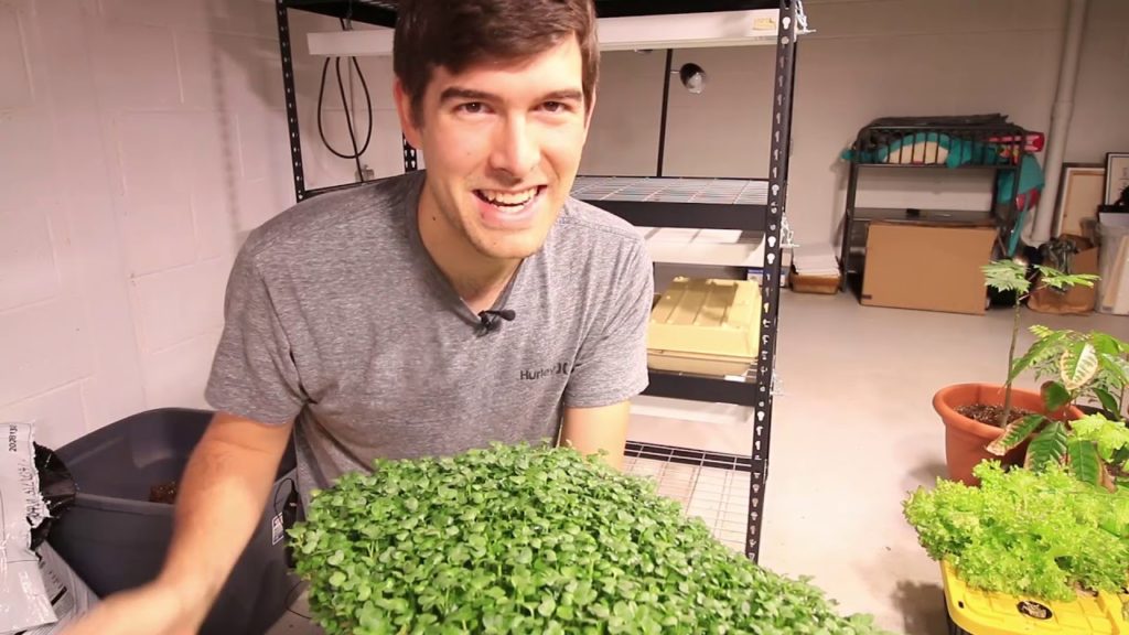 MIgardener: Troubleshooting Microgreens – 5 Common Issues With Simple Solutions Troubleshooting Microgreens - 5 Common Issues With Simple Solutions