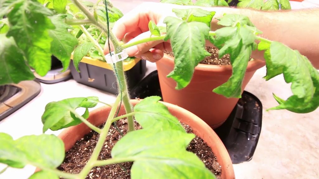 MIgardener: How to Trellis Tomatoes with Only a String and Plastic Clips How to Trellis Tomatoes with Only a String and Plastic Clips