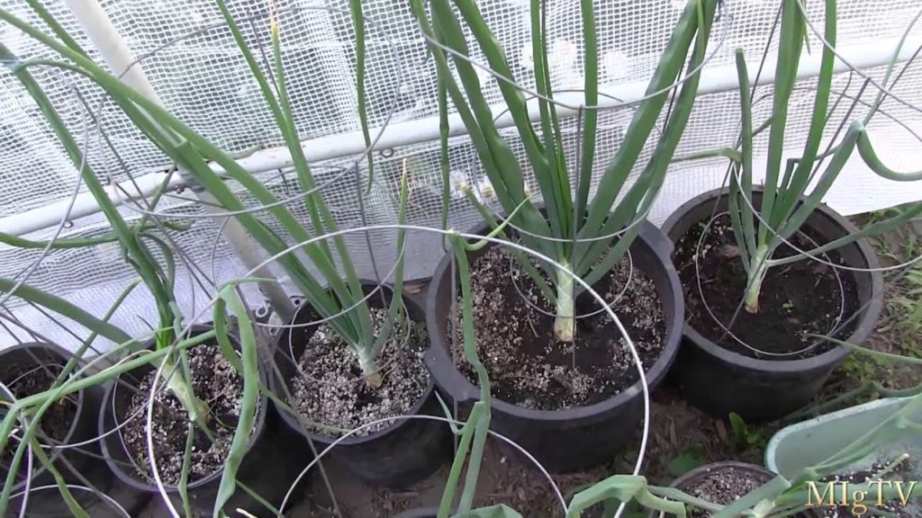 MIgardener: How I Fertilize My Giant Show Onions How I Fertilize My Giant Show Onions
