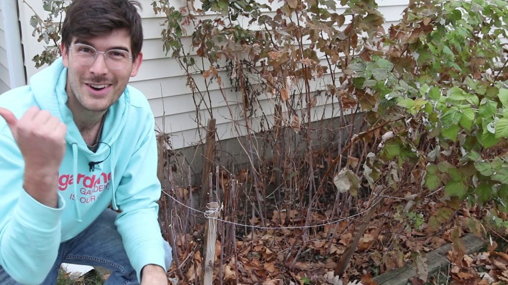 How to Prune Perennial Plants For Winter