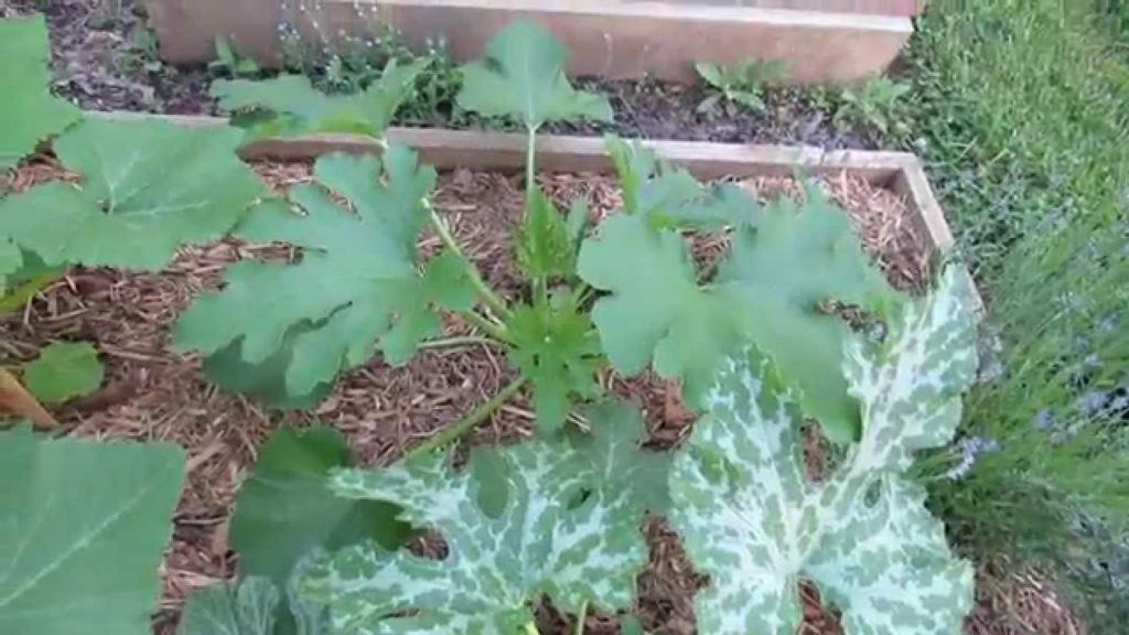 Gary Pilarchik: Tending Squash & Zucchini: White Leaf Markings and Mulching for a Disease Splash Barrier – TRG 2015 Tending Squash & Zucchini: White Leaf Markings and Mulching for a Disease Splash Barrier - TRG 2015