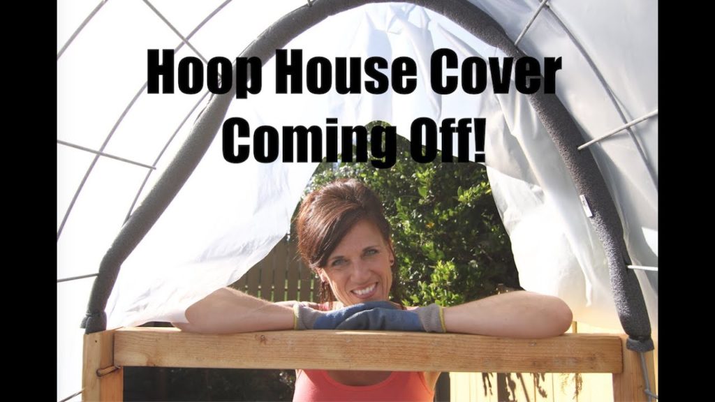 CaliKim: DIY Hoop House Cover is Coming Off! Spring is Here! DIY Hoop House Cover is Coming Off! Spring is Here!
