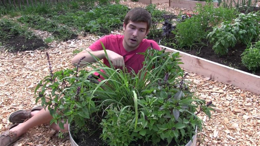 How to Grow Lemongrass - Complete Growing Guide