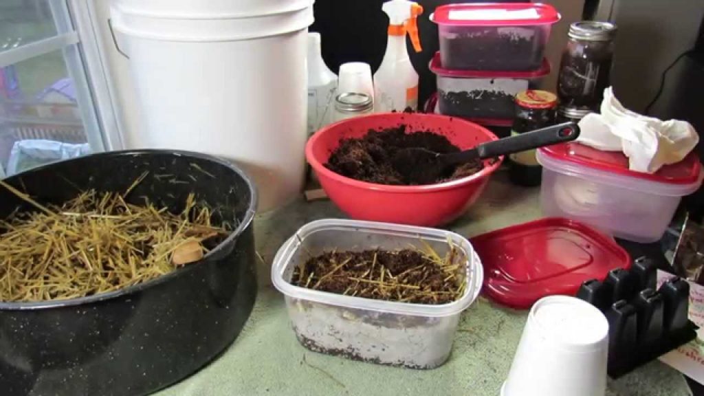 Gary Pilarchik: An Experiment: Growing Mushrooms – Substrate/Growing Medium, Mycelium & Grain Spores 2 of 6 TRG 2015 An Experiment: Growing Mushrooms - Substrate/Growing Medium, Mycelium & Grain Spores 2 of 6 TRG 2015