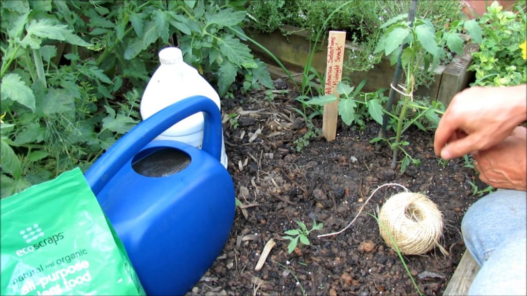 Gary Pilarchik: Complete Guide to Growing Cherry Tomatoes 2 of 5: Staking, Top Dress & Water Soluble Fertilizing Complete Guide to Growing Cherry Tomatoes 2 of 5: Staking, Top Dress & Water Soluble Fertilizing