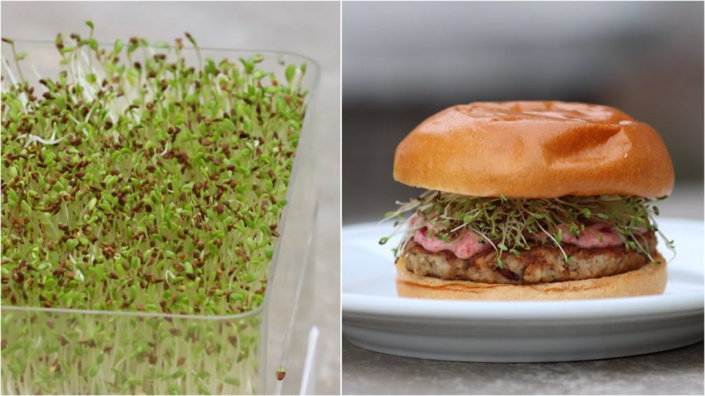 Growing Sprouts for a Thanksgiving Turkey Burger! 🌿🤤// Garden Answer
