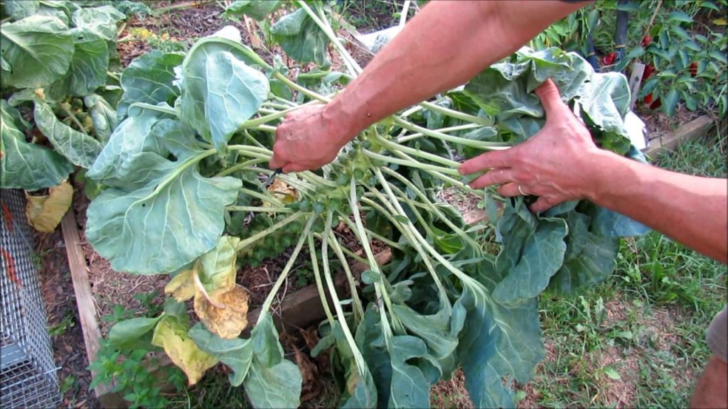 Topping off Brussels Sprouts for Huge Side Sprouts: A Fall Technique!