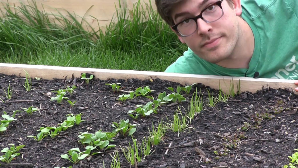 MIgardener: How to Grow Minutina (herba stella) – Complete Growing Guide How to Grow Minutina (herba stella) - Complete Growing Guide